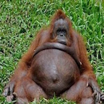 FazeMonkeyPoo's Avatar'
