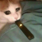 masturbation's Avatar'