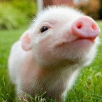 Le-Petit-Coquin's Avatar'