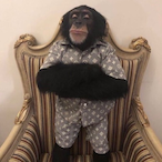 Feisty_Monkee's Avatar'