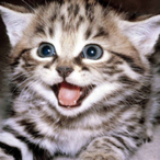 Fluffy_Cats_97's Avatar'