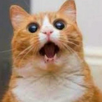 RicePattiez's Avatar'