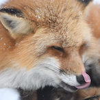 KItsune-Sei's Avatar'