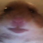 Bad_Aim_Brother's Avatar'
