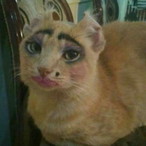 KittyGotStank's Avatar'