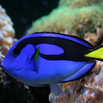 AQUARISTAdoRJ's Avatar'