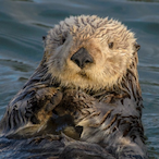 DepressedOtter's Avatar'