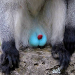 RealBallSniffer's Avatar'