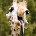 TommoTheGiraffe's Avatar'