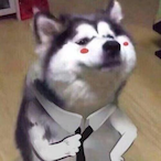 HAHAHA_Peng's Avatar'