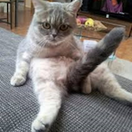 thekitchenlady's Avatar'