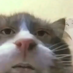 Just.Toast's Avatar'