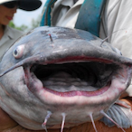 CatfishVenom's Avatar'