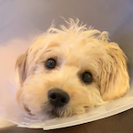 FieryFury27's Avatar'