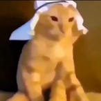 theknight010's Avatar'