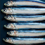 TRABZ0NSPOR's Avatar'