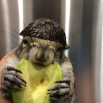 Munch Man7597's Avatar'