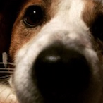 PennyTheRat's Avatar'