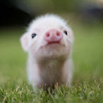 Chron gunns's Avatar'