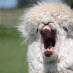 CNM-ALPACA's Avatar'