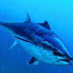 TunaFish_'s Avatar'