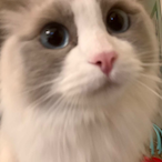 maomiyangyu's Avatar'