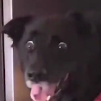 tryx-rollr's Avatar'