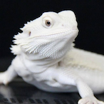 AlbinoLizard260's Avatar'