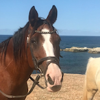 KurtFTHorse's Avatar'