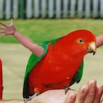 Avianaka's Avatar'