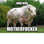 DustyGoesmoo's Avatar'
