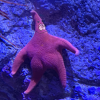 SaltanPepperPig's Avatar'