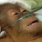 MalAlaProstate's Avatar'