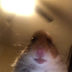 lynxninja961's Avatar'