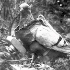 SovietSpyPigeon's Avatar'