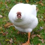 Pliaznaldo's Avatar'