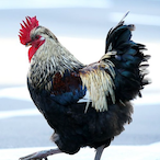 IIllIlllIIlllII's Avatar'