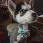 On9Ub_DQMyHusky's Avatar'