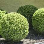 PrivietBush's Avatar'