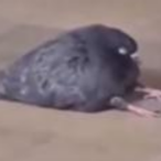 Pigeon_Tony's Avatar'