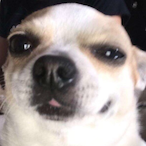The_Top_stud's Avatar'