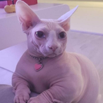 merderspugerder's Avatar'