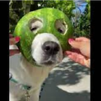 Swiggly-DOG's Avatar'