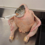 Verdelot2000's Avatar'