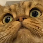 FluffChonk's Avatar'