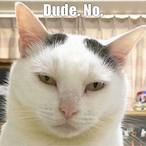 ConniKitty's Avatar'