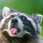 FreshRaccoon's Avatar'