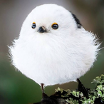 Pippy3000's Avatar'