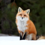 TheunknownFox07's Avatar'