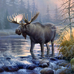 MrMooseAK's Avatar'